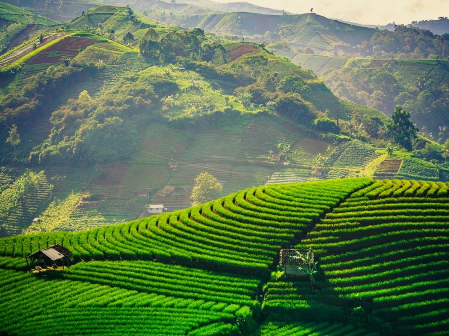 Sawah terasering